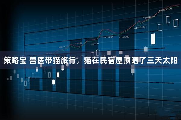 策略宝 兽医带猫旅行，猫在民宿屋顶晒了三天太阳