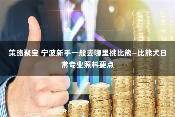 策略聚宝 宁波新手一般去哪里挑比熊—比熊犬日常专业照料要点